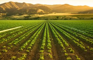 Farming Robots Battle Weeds To Save Crops And The Environment