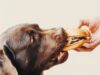 Britain Leads Europe With Approval Of Lab-Grown Meat For Pets