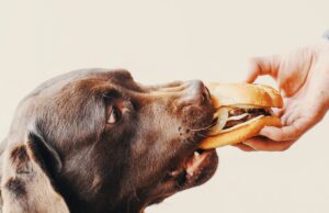 Britain Leads Europe With Approval Of Lab-Grown Meat For Pets