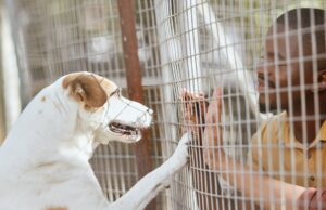 California’s First Adopt-A-Pet Day Finds Homes For Thousands Of Pets