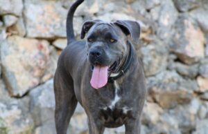 Dog Missing For A Week Rescued From Scottish Cliff