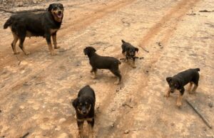 Heroic Helicopter Rescue Saves Puppies From Raging Park Fire