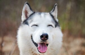 Your Dog’s Brain Is Shrinking, and It Is Partly Your Fault Canva